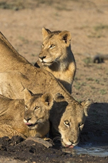 Immature Prints: Lioness (Panthera leo) with two cubs, drinking, Kruger National Park, South Africa
