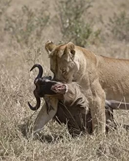 Lioness (Panthera leo) dragging a Blue Wildebeest (Brindled Gnu) (Connochaetes taurinus) carcass