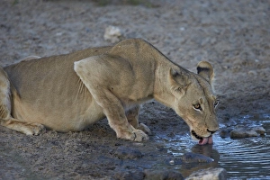 Panthera Prints: Lioness (Panthera leo) drinking, Kgalagadi Transfrontier Park encompassing the former