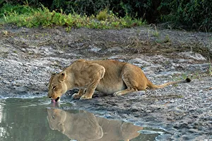 Drinking Prints: A lioness (Panthera leo) drinking, Savuti, Chobe National Park, Botswana, Africa