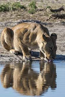 Refreshment Prints: A lioness (Panthera leo) drinks at waterhole, Botswana, Africa