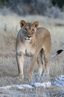 Images Dated 16th May 2009: Lioness (Panthera leo), Etosha National Park, Namibia, Africa
