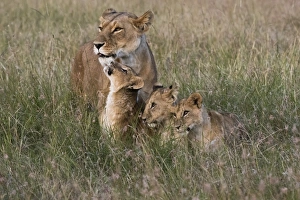 Four Animals Prints: A lioness (Panthera leo) greeted by her cubs upon her return