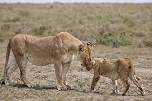 Greeting Prints: Lioness (Panthera leo) greeting a cub, Serengeti National Park, Tanzania