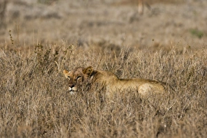 Panthera Prints: A lioness (Panthera leo) hiding in the grass, Tsavo, Kenya, East Africa, Africa