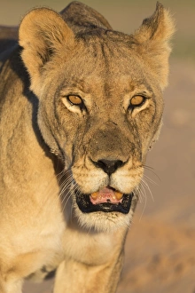 Northern Cape Prints: Lioness (Panthera leo) in the Kalahari, Kgalagadi Transfrontier Park, Northern Cape