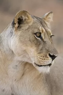 Images Dated 4th December 2008: Lioness (Panthera leo), Kgalagadi Transfrontier Park, South Africa, Africa