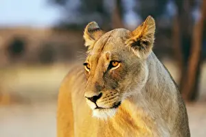 Lioness (Panthera leo), Kgalagadi Transfrontier Park, Kalahari, Northern Cape, South Africa