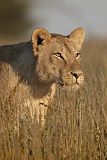 Lioness (Panthera leo), Kgalagadi Transfrontier Park, encompassing the former Kalahari Gemsbok National Park, South