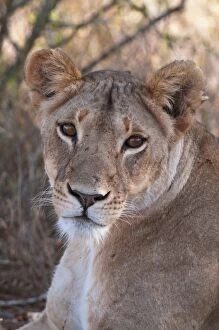 Images Dated 6th December 2009: Lioness (Panthera leo), Loisaba Wilderness Conservancy, Laikipia, Kenya
