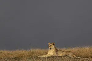 Masai Mara Prints: Lioness (Panthera leo), Masai Mara, Kenya, East Africa, Africa