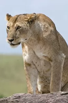 Images Dated 1st October 2008: Lioness (Panthera leo), Masai Mara National Reserve, Kenya, East Africa, Africa
