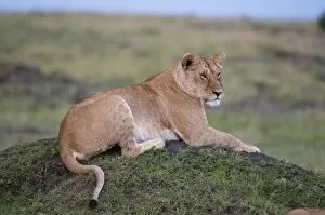 Liones s (Panthera leo), Mas ai Mara National Res erve, Kenya, Eas t Africa, Africa