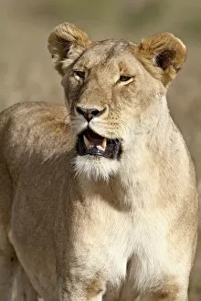Images Dated 13th October 2007: Lioness (Panthera leo), Masai Mara National Reserve, Kenya, East Africa, Africa