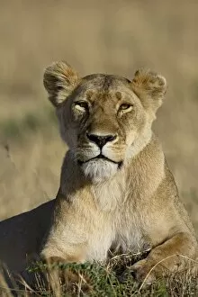 Images Dated 14th October 2006: Lioness (Panthera leo), Masai Mara National Reserve, Kenya, East Africa, Africa