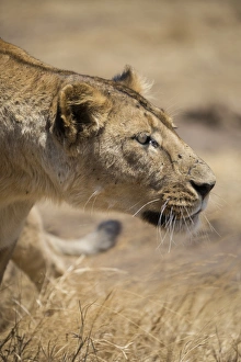 Lioness (Panthera leo), Ngorongoro Crater, Tanzania, East Africa, Africa Lioness (Panthera leo), Ngorongoro Crater, Tanzania, East Africa, Africa