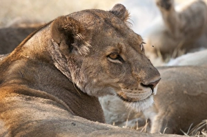 Animal Head Prints: Lioness (Panthera leo), Okavango delta, Botswana, Africa