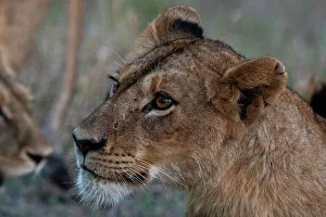Savannah Prints: Lioness (Panthera leo), Sabi Sands Game Reserve, South Africa, Africa