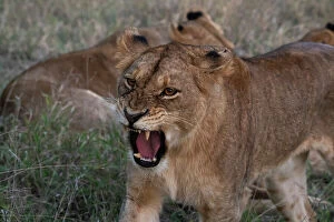 : Lioness (Panthera leo), Sabi Sands Game Reserve, South Africa, Africa