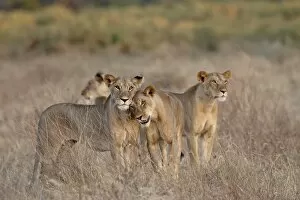 Four lioness (Panthera leo), Samburu National Reserve, Kenya, East Africa, Africa