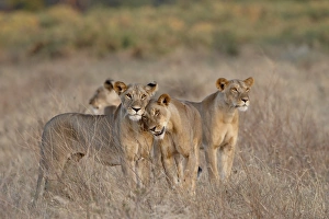 Images Dated 29th September 2007: Four lioness (Panthera leo), Samburu National Reserve, Kenya, East Africa, Africa