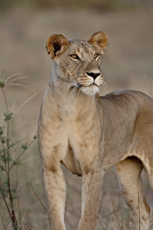 Images Dated 29th September 2007: Lioness (Panthera leo), Samburu National Reserve, Kenya, East Africa, Africa
