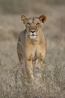 Images Dated 29th September 2007: Lioness (Panthera leo), Samburu National Reserve, Kenya, East Africa, Africa