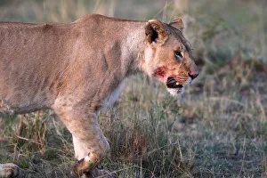 Masai Mara Prints: Lioness (Panthera leo) in savanna, Masai Mara National Park, Kenya, East Africa, Africa