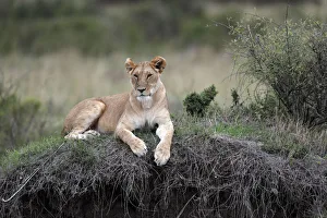 Lying On Front Prints: Lioness (Panthera leo) in savanna, Masai Mara Game Reserve, Kenya, East Africa, Africa