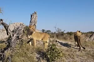Lioness (Panthera leo), Savute Channel, Linyanti, Botswana, Africa