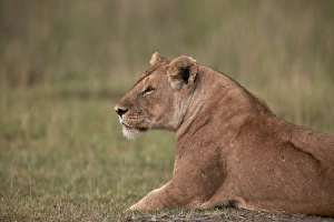 Panthera Prints: Lioness (Panthera leo), Serengeti National Park, Tanzania, East Africa, Africa