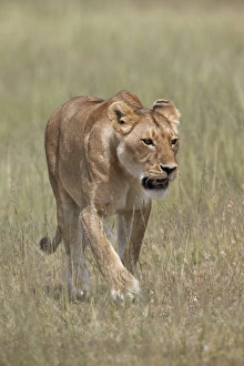 Lioness (Panthera leo), Serengeti National Park, Tanzania, East Africa, Africa