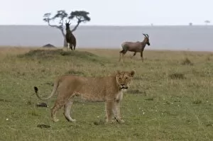 Liones s (Panthera leo) and topi (Damalis cus lunatus ), Mas ai Mara National Res erve