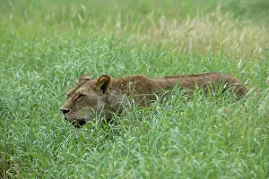 Tsavo Prints: Lioness (Panthera leo), Tsavo, Kenya, East Africa, Africa