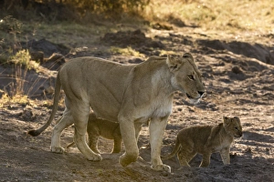 Animal Family Prints: A lioness (Panthera leo) walking with its cubs, Botswana, Africa