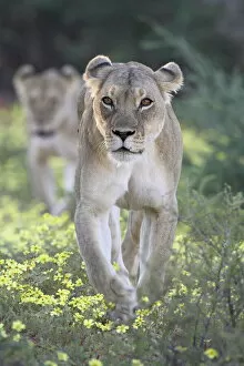Lion Collection: Lioness (Panthera leo) walking through yellow wildflowers, Kgalagadi Transfrontier Park
