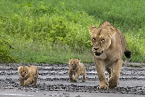Serengeti Prints: A lioness (Panthera leo) with its four week old cubs, Ndutu, Ngorongoro Conservation Area