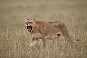 Panthera Prints: Lioness (Panthera leo) yawning in tall grass