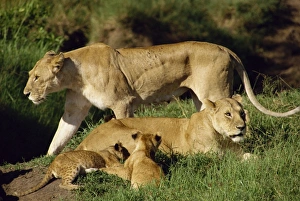 Families Prints: Lionesses and cubs