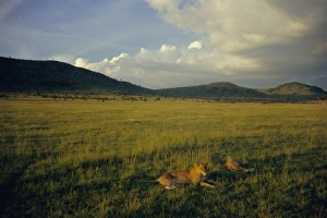 Lionesses in the Masai Mara National Reserve in the evening