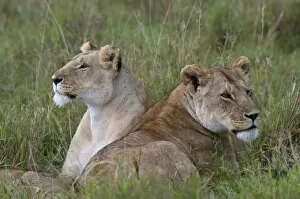 Lionesses (Panthera leo), Masai Mara National Reserve, Kenya, East Africa, Africa