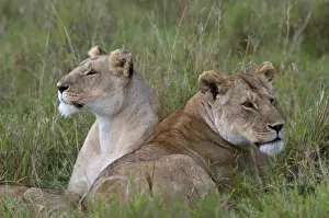 Feline Prints: Lionesses (Panthera leo), Masai Mara National Reserve, Kenya, East Africa, Africa