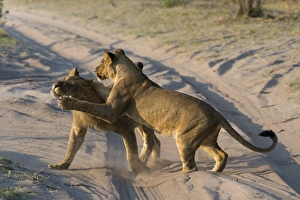 Panthera Prints: Two lionesses (Panthera leo) playing, Savuti marsh, Chobe National Park, Botswana, Africa