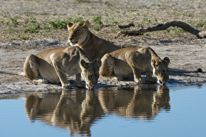Three lionesses (Panthera leo) at waterhole, Botswana, Africa