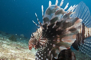 Mozambique Prints: Lionfish, Mozambique, Africa