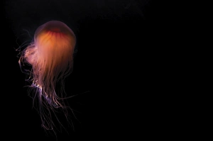 Black Background Prints: Lions mane jellyfish ((Cyanea capillata)