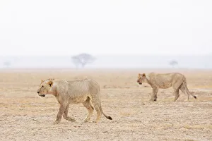 Grass Area Prints: Lions (Panthera leo), Amboseli National Park, Kenya, East Africa, Africa