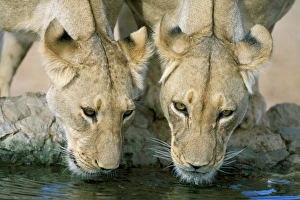 Two Animal Prints: Lions (Panthera leo) drinking
