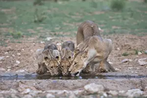 Panthera Prints: Lions (Panthera leo) drinking, Kgalagadi Transfrontier Park, South Africa, Africa