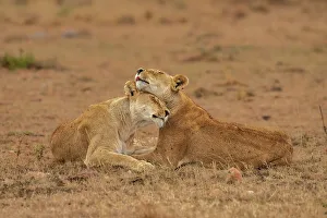 Savannah Prints: Two Lions (Panthera leo), embracing each other in the Maasai Mara
